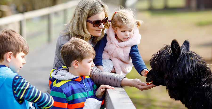 Farm park visitor data: planning for weather, holidays and peaks