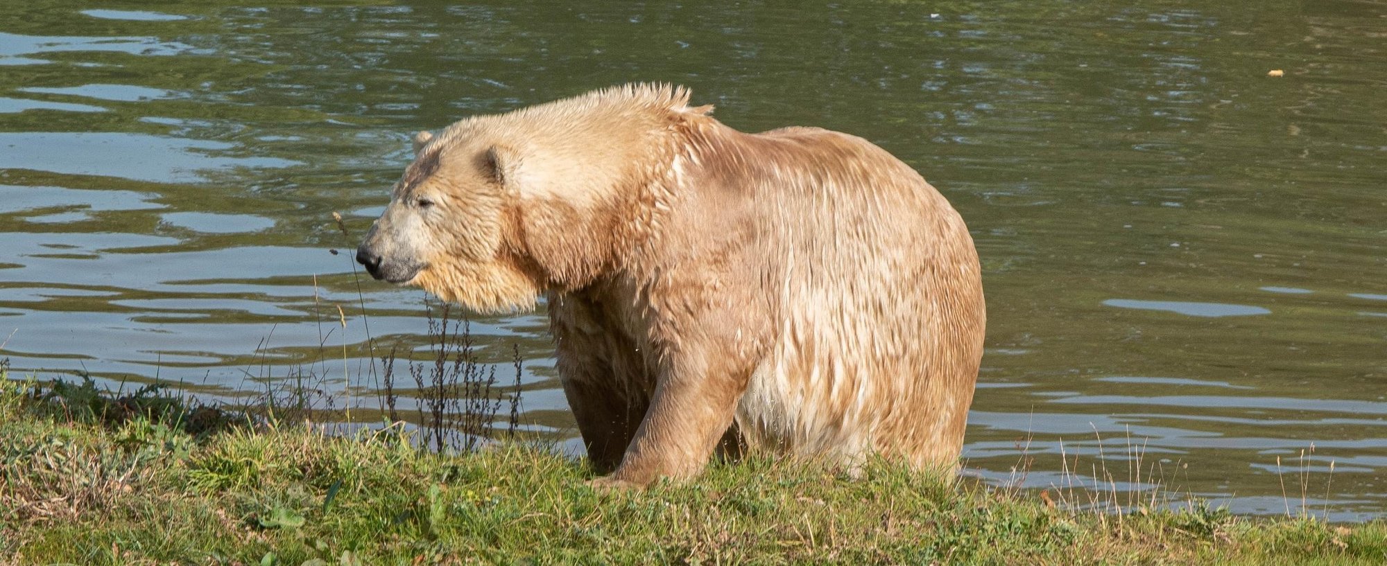 JFWP Polar Bear 3-1 JFWP Polar Bear 3-1