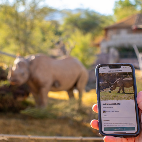 guest using a zoo mobile app whilst looking at a rhino