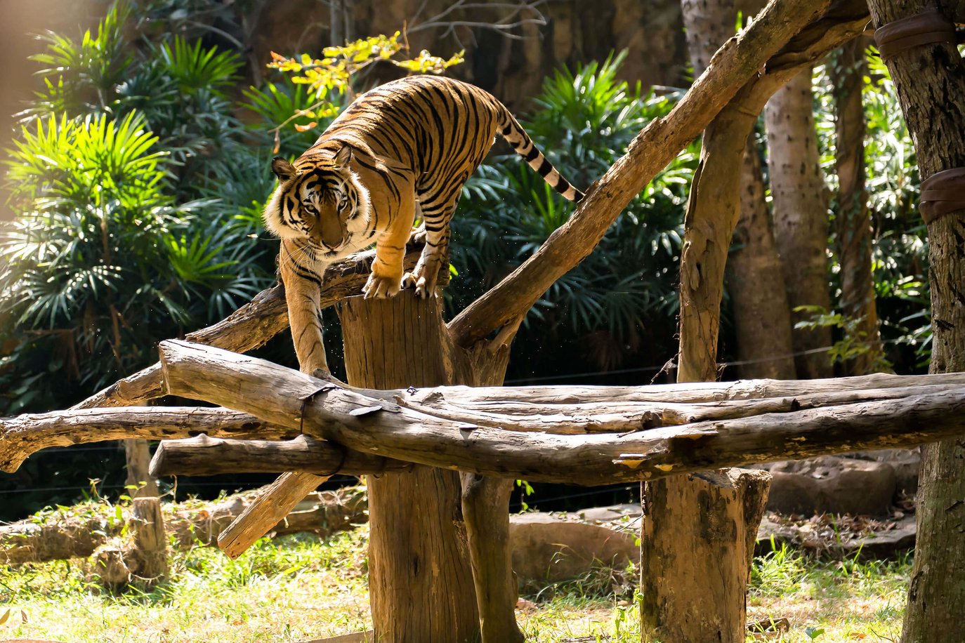 Tiger in natural zoo enclosure