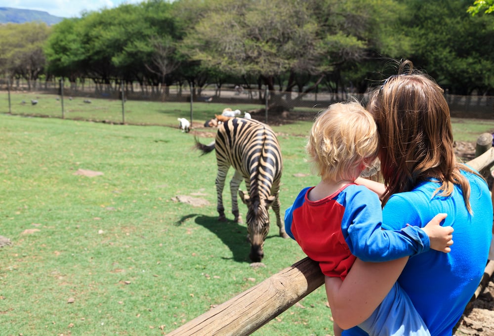 Family at the zoo looking at a zebra
