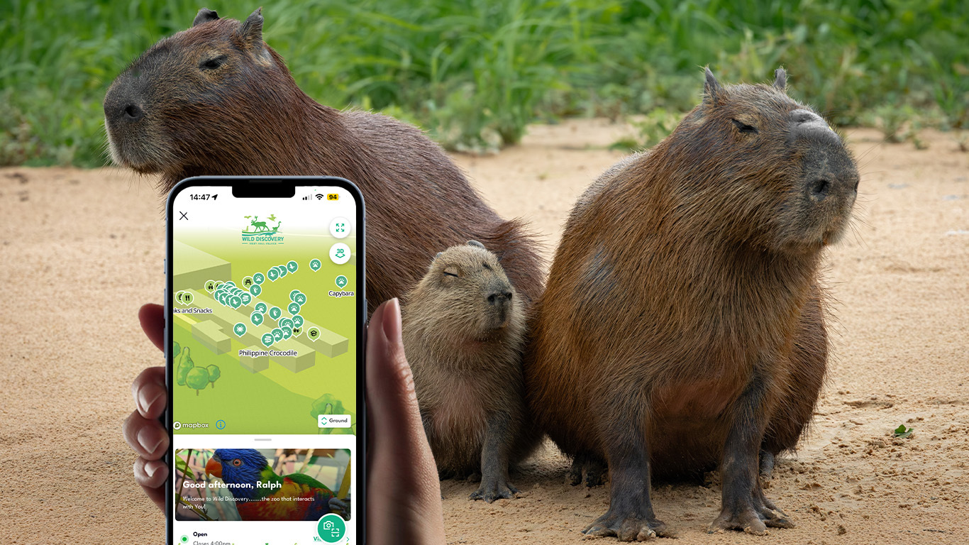 Capybaras in background of image of live n-gage.io's Wild Discovery Zoo guest mobile app
