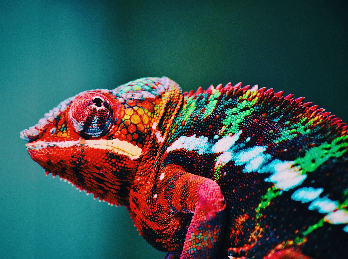 Edutainment in the conservation environment